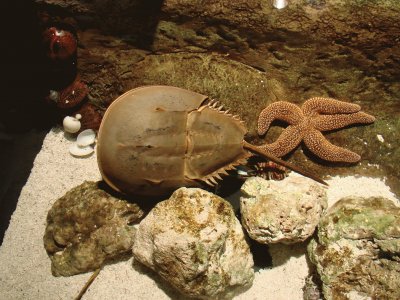 Horseshoe Crab