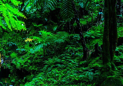 Nature