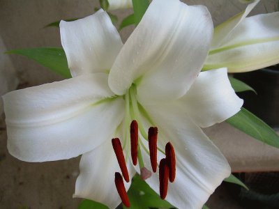 Lilium