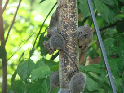 Rats on Feeder