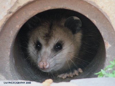 Possum in a Pipe