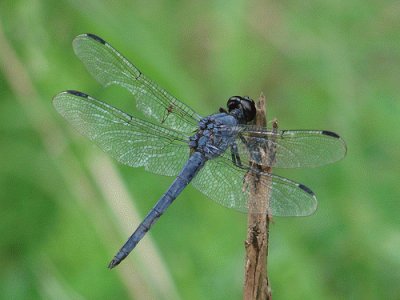 Dragonfly jigsaw puzzle