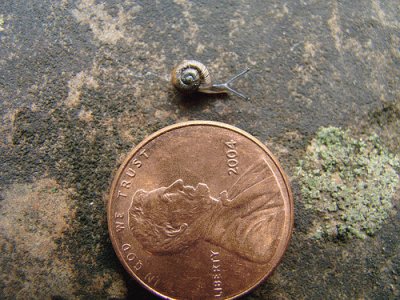 Tiny Snail jigsaw puzzle