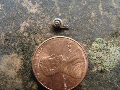 Tiny Snail