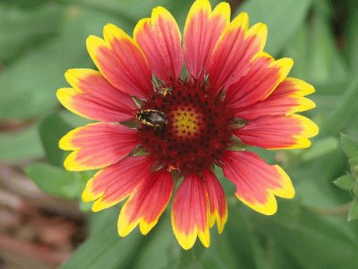 פאזל של Flower and Bug