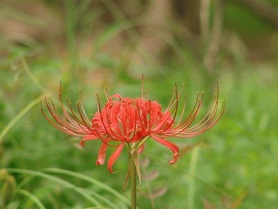 Red Spider Lily jigsaw puzzle