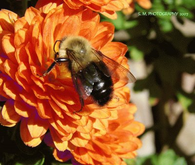 Mum and Bumble Bee