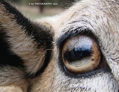 Sheeps Eye jigsaw puzzle