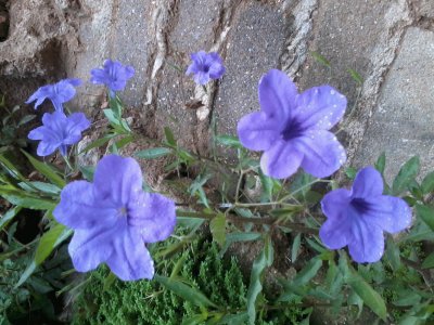 Campanillas violetas