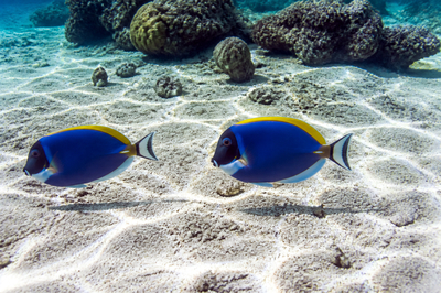 Surgeonfish Pair(grok)