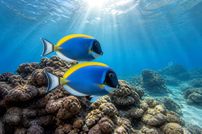 Surgeonfish Reef(grok)