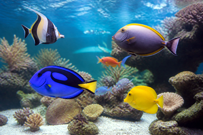 Surgeonfish Tank(grok)