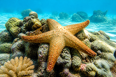 Starfish on Coral(grok)