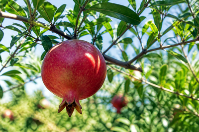 Pomegranate Tree(grok)