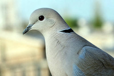 Dove Close Portrait(grok)