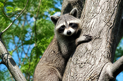 Raccoon Climbing Tree(grok)