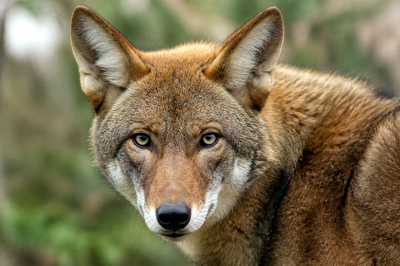 Red Wolf Close(grok)