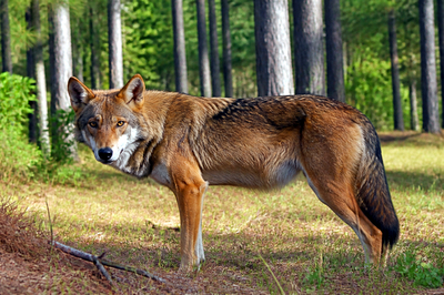 Red Wolf Forest(grok)