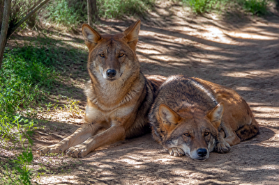 Red Wolves Trail(grok)