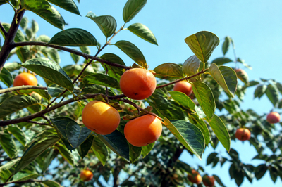 Persimmons on Tree(grok)