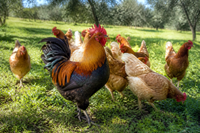 Rooster with Hens(grok)