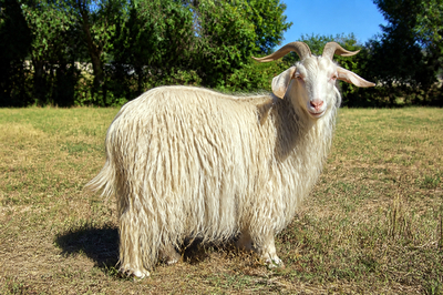 Angora Goat Pasture(grok)