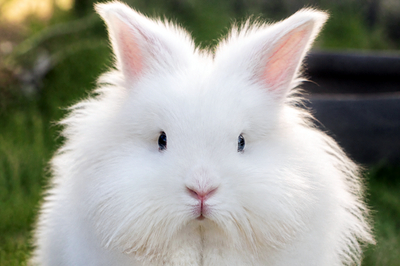 Angora Rabbit Closeup(grok)