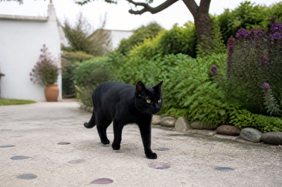 Black Cat Garden(grok)