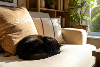 Black Cat Sofa(grok)