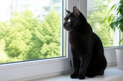 Black Cat Windowsill(grok)