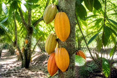 Cacao Pods on Tree(grok)