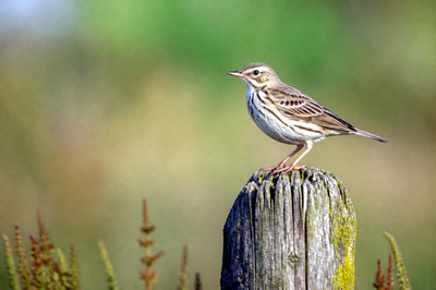 Pipit Fence Post(grok)