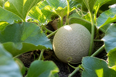 Garden Melon Vine(grok)