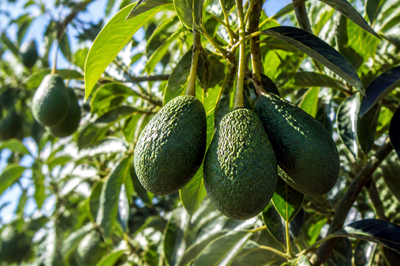 Afternoon Tree Avocado
