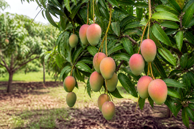 Mango Tree Orchard(grok)
