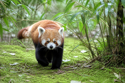Panda Bamboo Floor(grok)