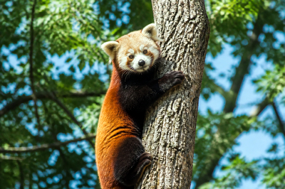Panda Climbing Trunk(grok)