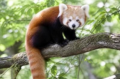 Red Panda Branch(grok)