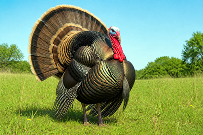 Meadow Wild Turkey(grok)