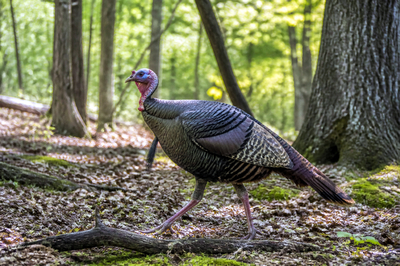 Woodland Turkey Walking(grok)