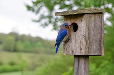 Bluebird Birdhouse(grok)
