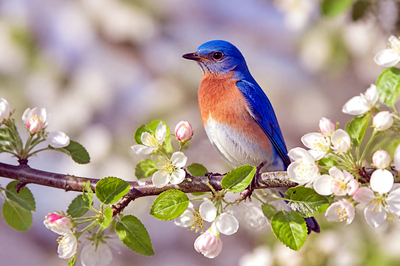 Bluebird Blooming Branch(grok)