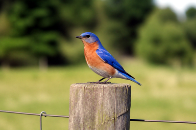 Bluebird Fence Post(grok)