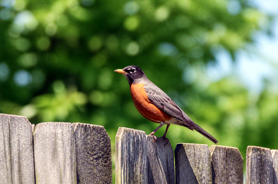 Robin Fence Post(grok)