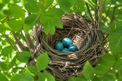 Robin Nest Eggs(grok)