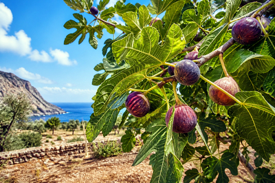Travel Orchard Figs(grok)