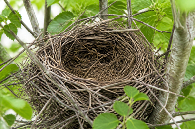 Empty Twig Nest(grok)