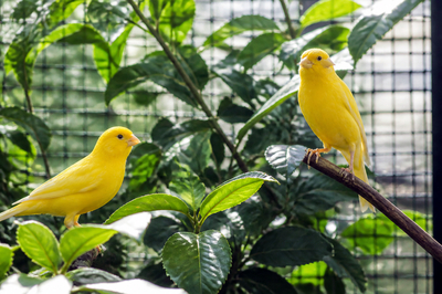 Canaries Aviary Plants(grok)