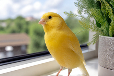 Canary Windowsill(grok)