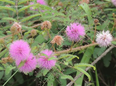 Wildflowers jigsaw puzzle